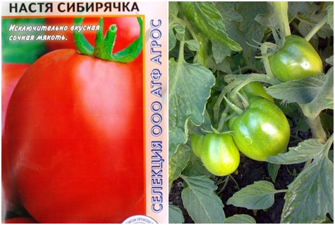 biji tomato Nastya sibiryachka