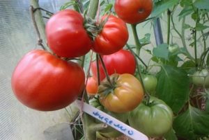 Ciri-ciri dan penerangan mengenai varieti tomato Fidelio