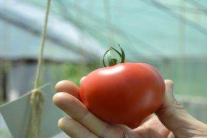 Ciri-ciri dan perihalan varieti tomato Lima Puluh