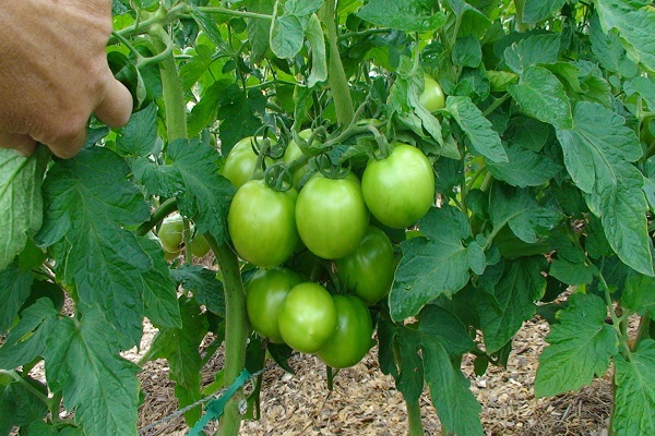 tomate pequeño