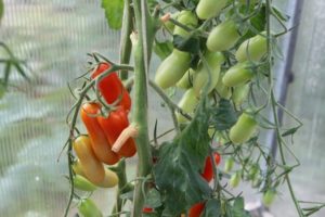 Description et caractéristiques de la variété de tomate Flashentomaten