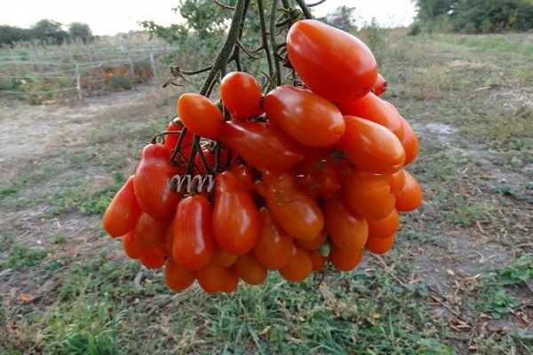 gotas rojas