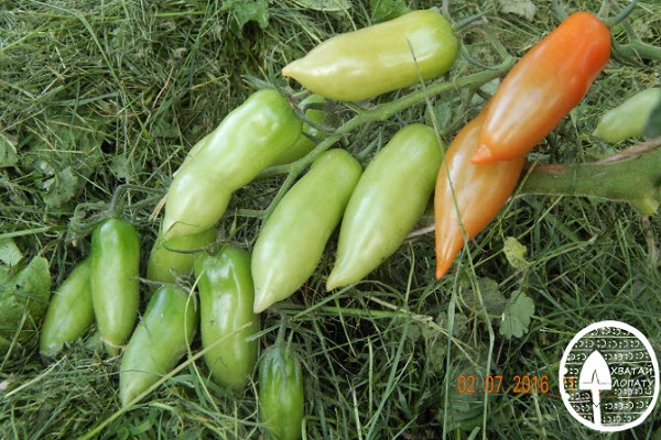 tomato seperti lada