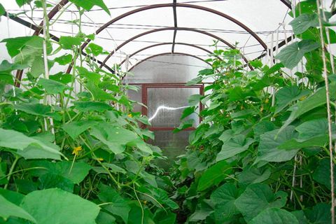  zozulya cucumber in a greenhouse