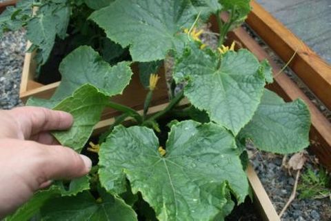 forming cucumbers