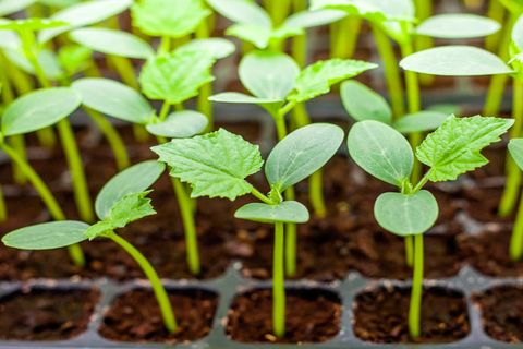 seedlings of cucumbers