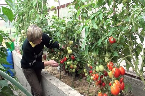 faire pousser des tomates