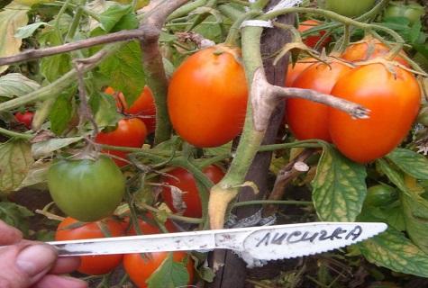 l'inscription sous la tomate