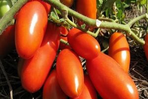 Characteristics and description of the Gazpacho tomato variety, its yield