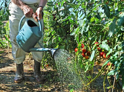 arrosage des tomates