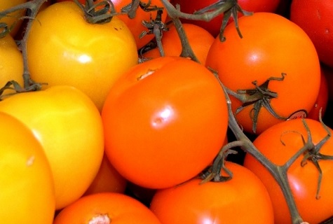 tomato giraffe