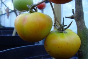 Characteristics and description of the tomato variety Giraffe