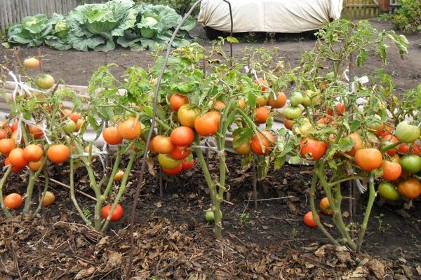 growing tomato