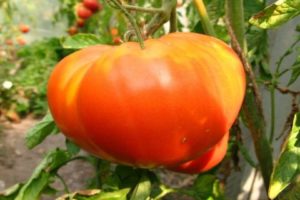 Ciri-ciri dan penerangan mengenai pelbagai jenis tomato Pride of Siberia