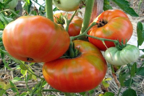 fierté tomate de sibérie