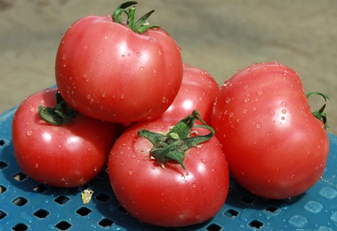 appearance of pink Claire tomato