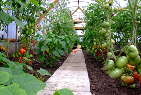 tomatoes king large in the greenhouse