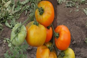 Description of the tomato variety Ilya Muromets bogatyr on the site