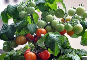 Caractéristiques et description de la variété de tomate Minibel, son rendement