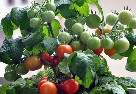 Minibel de tomates dans un pot