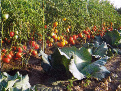 tomates en el jardín