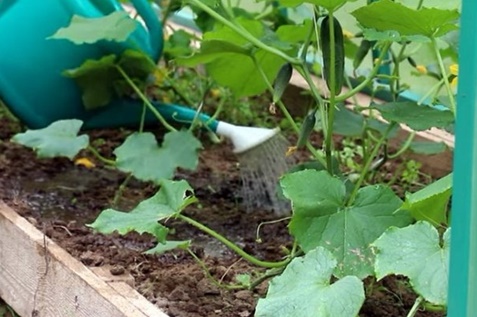 feeding cucumbers