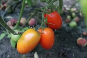 Descripción y características de la variedad de tomate Empress