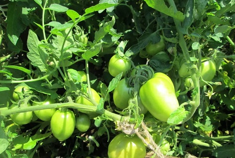 soleil sur les tomates