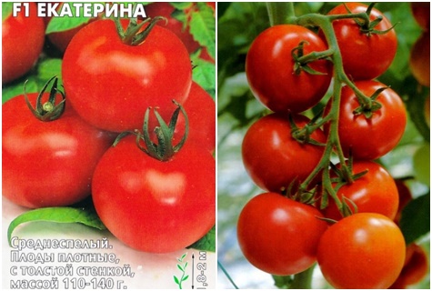 biji tomato Ekaterina