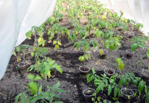 yellow leaves seedlings in pots in a greenhouse