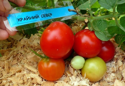 les buissons de tomates loin au nord