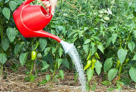 watering pepper from a sprinkler