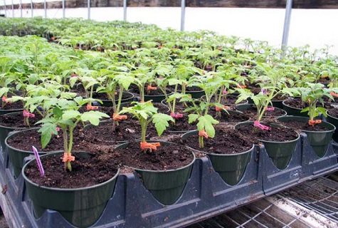 seedlings in pots