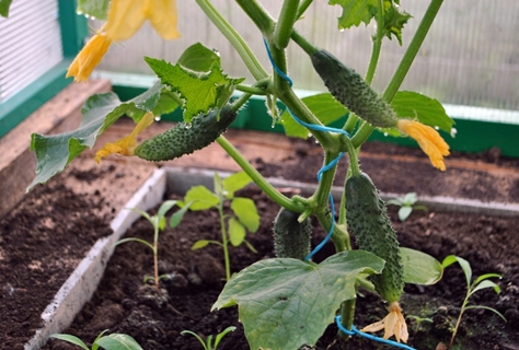 cucumbers in the greenhouse