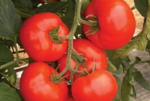 Características y descripción de la variedad de tomate Kakadu.