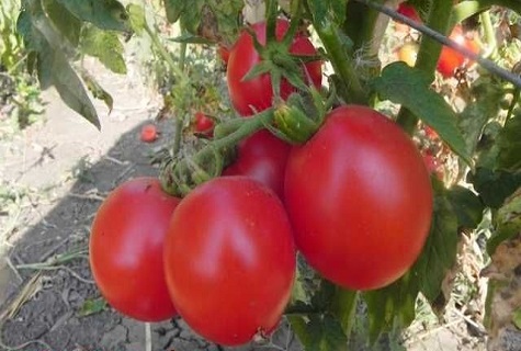 tomato pekat