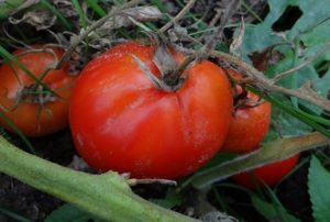 Ciri dan keterangan mengenai varieti tomato Canopus, hasil