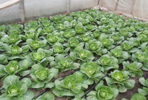 How to properly feed cabbage with iodine in the open field