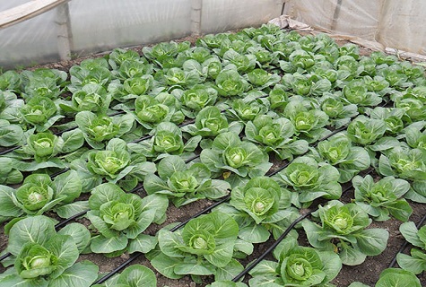 poids des légumes