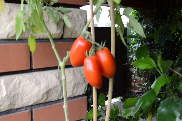 three fruits