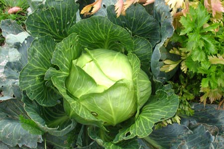 cabbage in the garden