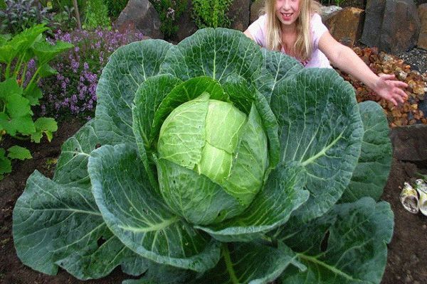 cabbage cultivation