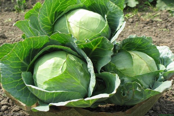 feeding cabbage