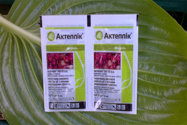 actellika sur une feuille