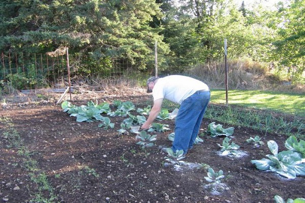 prevention on cabbage