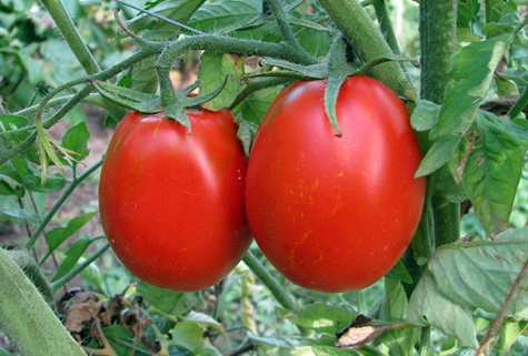 Katenka aux tomates en plein champ