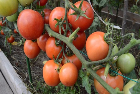 a bed of tomatoes