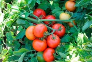 Description et caractéristiques de la tomate Katyusha, sa culture