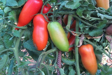 tomates atados