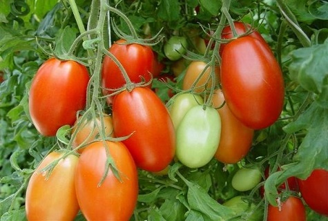 una docena de tomates rojos